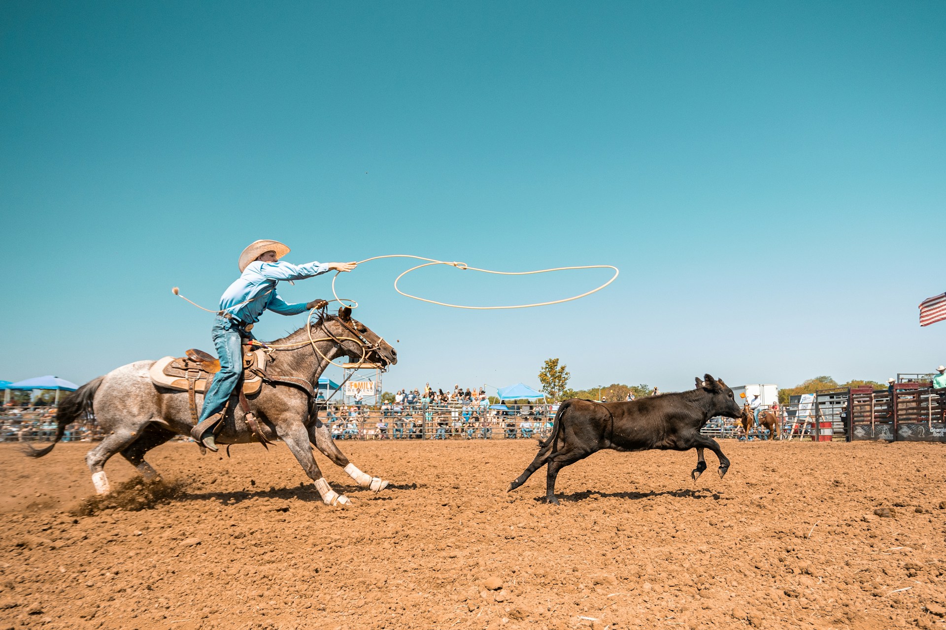 Wrangling cattle